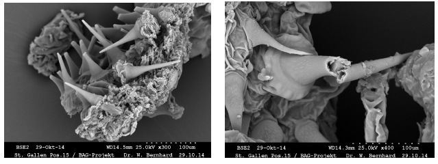 Zwei Schwarz-Weiss elektronenmikroskopische Aufnahmen von Cannabisdrüsen, die aussehen wie weiche Korallen mit Dornen.